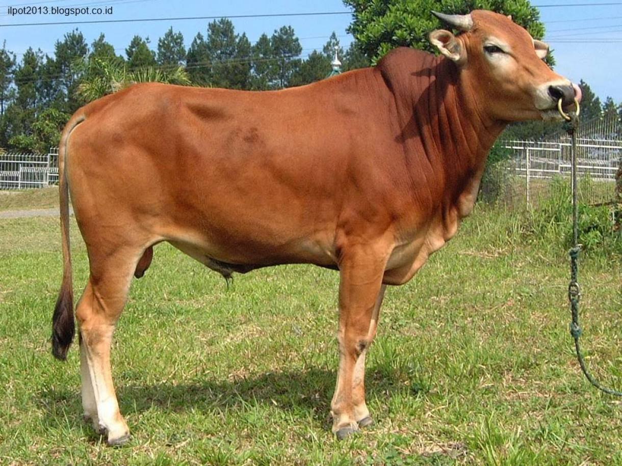 Sapi Premium